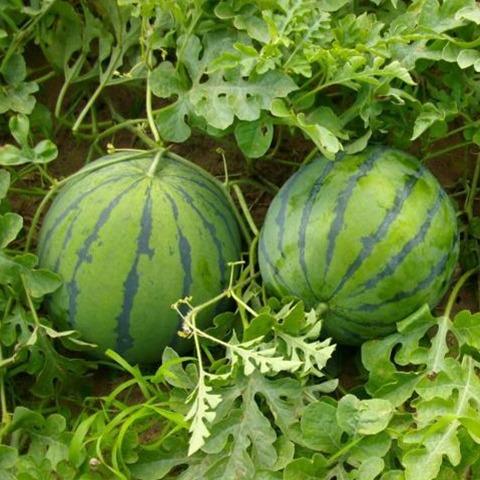 100 PCS  Watermelon Seeds, for Planting  , Seeded Watermelon, for Gardens