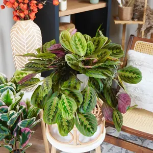 Red Maranta Prayer Plant - 6 Inch