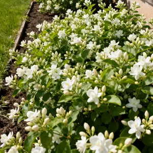Fragrant Jasmine Flower Seeds – Easy to Grow, Non-GMO White Blooms for Garden & Balcony Decor