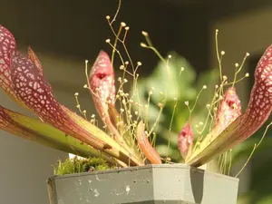 LIVE Carnivorous Pitcher Plant - Sarracenia "Scarlet Belle"- ship in pot