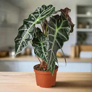 Alocasia Polly 'African Mask'