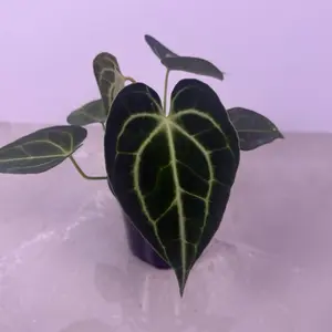Anthurium Clarinervium 4” | Velvet Veined Anthurium | Rare Plant DESCRIPTION: