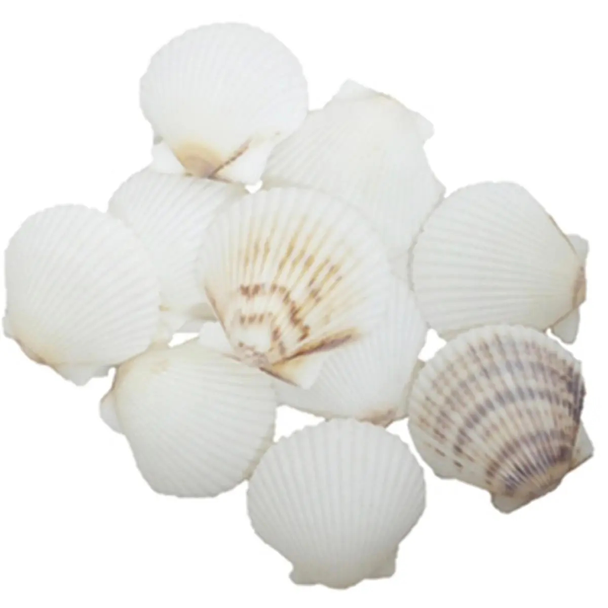 212 MAIN 36-Piece Handheld U.S. Shell White Scallop-Shaped Seashells - Nautical Decorative Ornaments, Interior Decoration Accessories, Garden Filler, Sports & Outdoor Water Sports Rowing & Crew Themed Accents