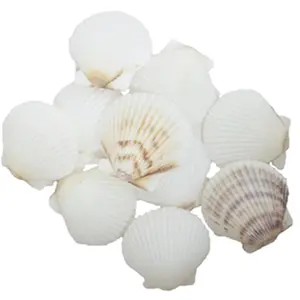 U.S. Shell  White Scallops Seashells - 36 Piece