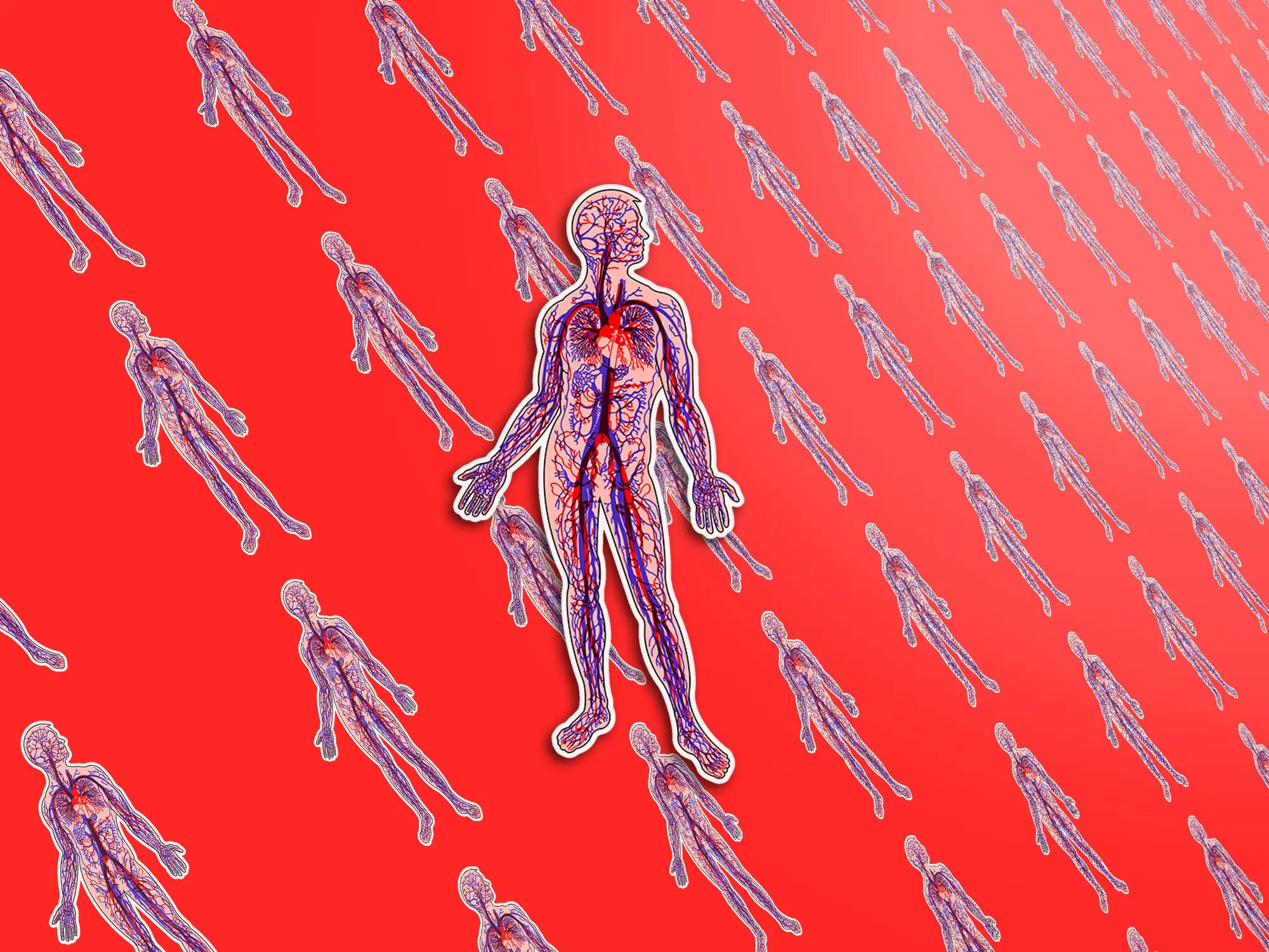 Anatomical Arteries and Veins Sticker