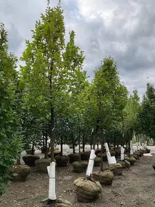 Pinocchio European Hornbeam