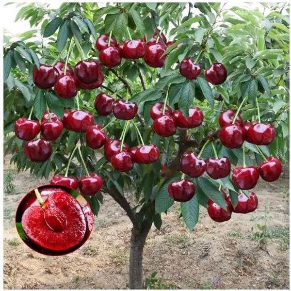 10-15 Pcs Black Cherry Fruit Tree for Planting Bonsai - Prunus serotina, Cherry Tree Seeds Great for Home and Garden Yards Planting