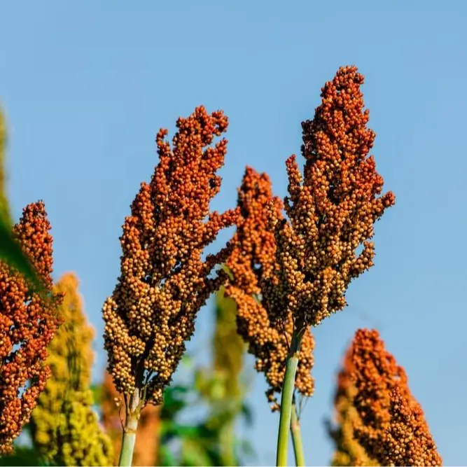 500 Sweet Sugar Cane Sorghum Seeds for Planting - Heirloom & Open-Pollinated Variety, Non-GMO Vegetable Seeds for Planting in The Home Garden