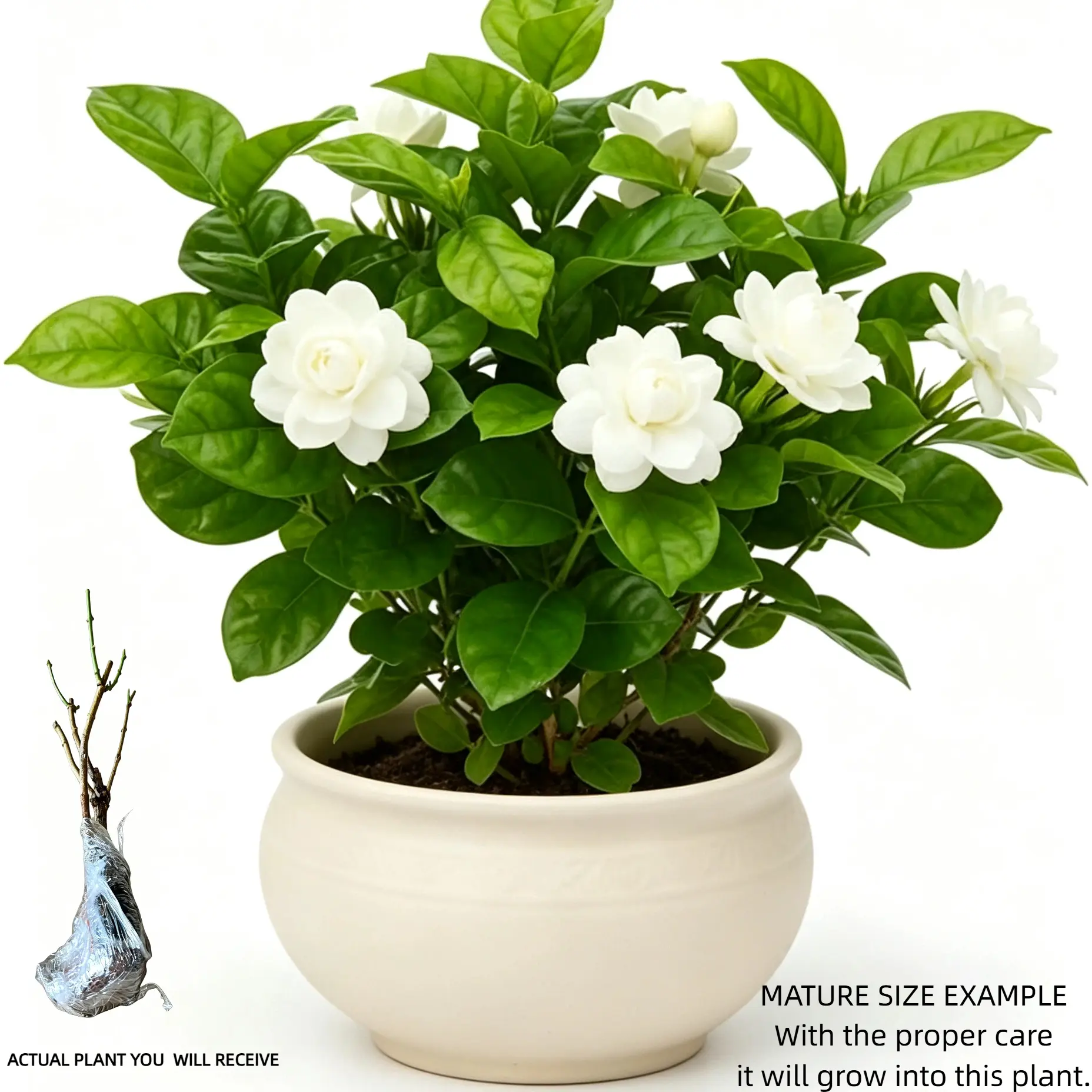 Live Double Jasmine Bare Root – Indoor/Outdoor Plant with Fragrant White Blooms, Attracts Bees & Butterflies, Great for Home Gardens