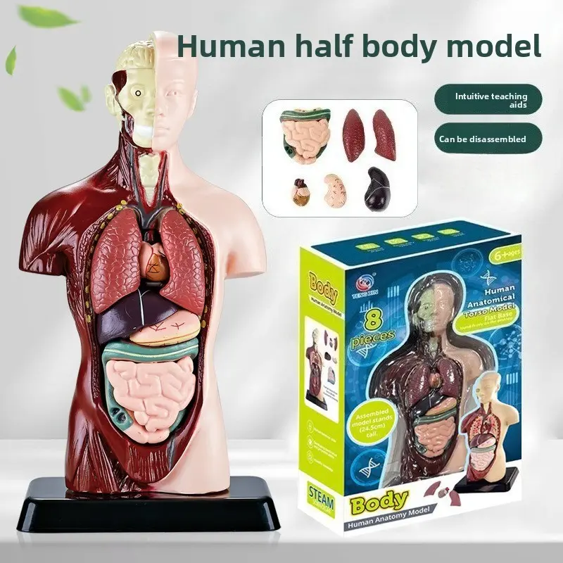 Human Organ Skeleton Model, DIY Biology Science Experiment Toy, Artificial Science Experiment Kit, Animal Anatomy Model, Medical Display Piece, Christmas Gift, Home Decor