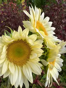 Sunflower procut white lite seeds