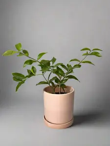 2 Pack of Barbados Cherry Patio Fruit Trees -Container Gardening - Organic - Easy to Grow Fruit Tree - Zones 9 to 11 - Easy Care - High Vitamin C Homegrown Nutrition