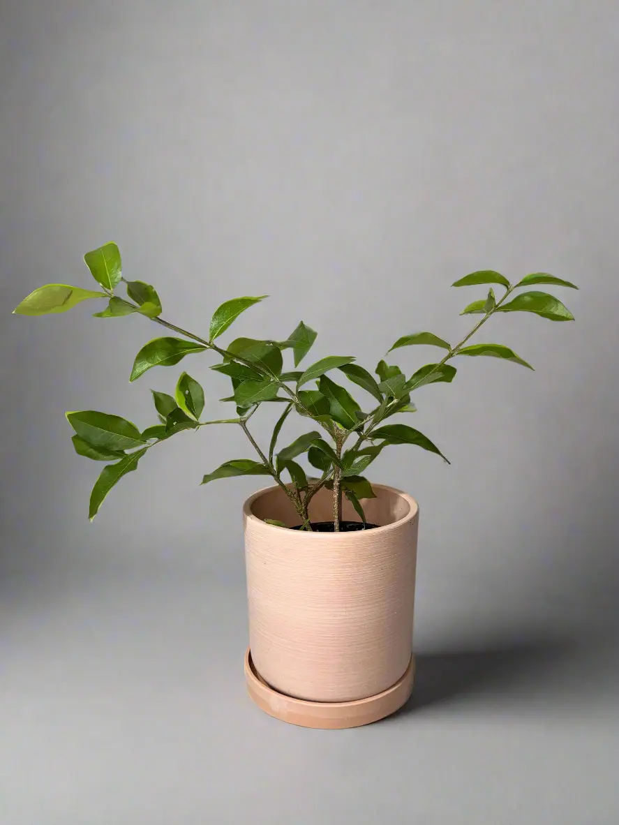 LoveHopeGrow HOMEGROWN 2-Pack Barbados Tropical Fruit Trees - Organic, Self-Pollinating, Low-Maintenance, Easy-to-Grow - Container Gardening, Small Garden Use - Zones 9-11 - High Vitamin C Homegrown Nutrition