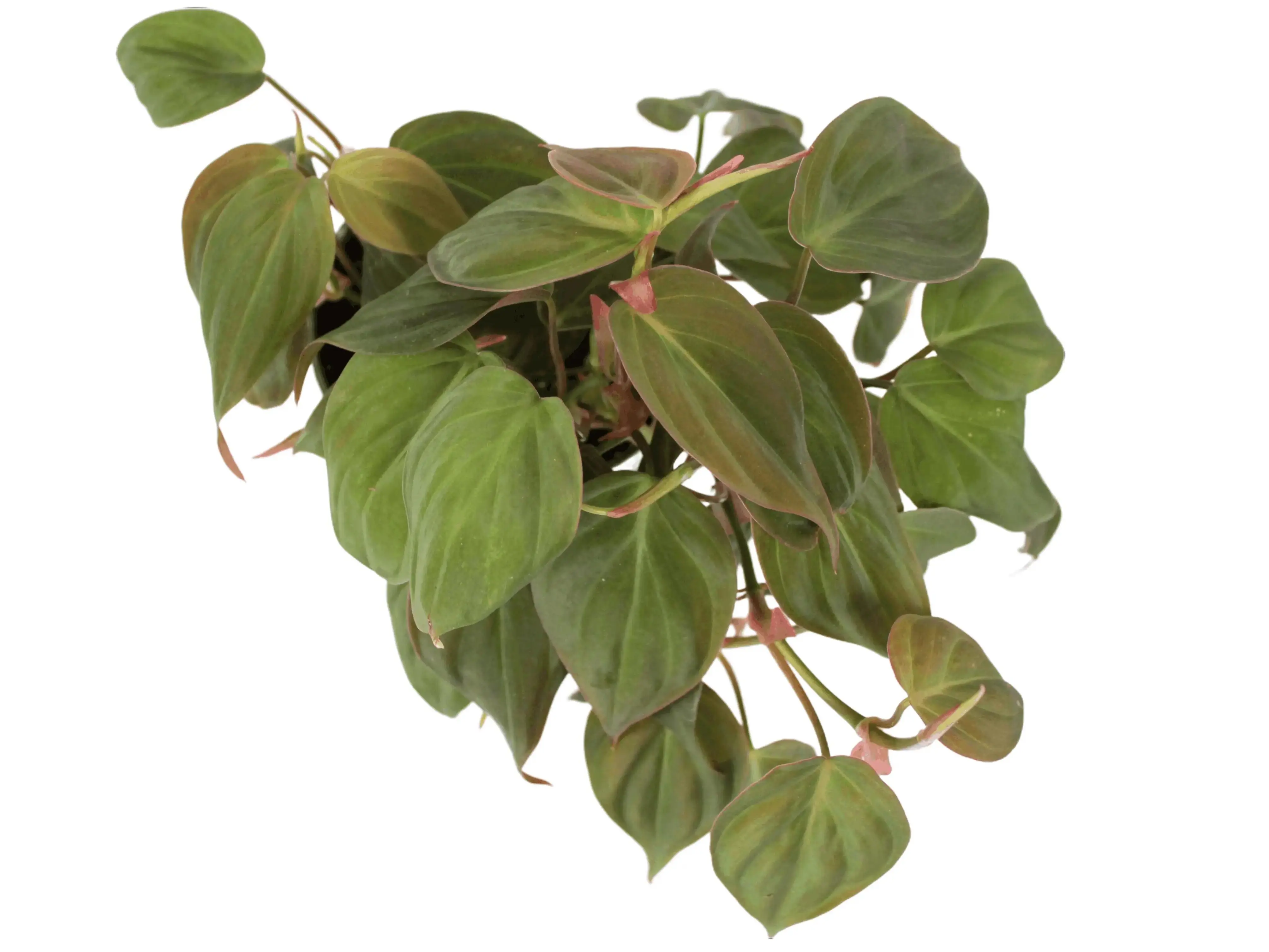 Philodendron Micans Potted Live Plant 4in - Velvet Leaf Philodendron - Rare Exotic Houseplant - Iridescent Foliage - Deep Green, Burgundy, & Copper - Tropical Gift - Unique Indoor Plant - Trailing Vine - Heart Shaped Leaves - Vining Greenery