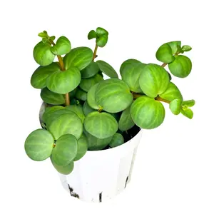 4" Peperomia Hope – Live Plant
