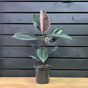 Ficus Elastica Burgundy Plant in a 4 Inch Potted Plant