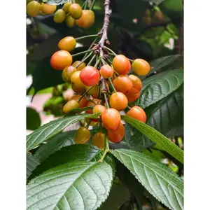 Premium 2-Year-Old Cherry Tree Seedlings, Faster Growth. Ideal for Indoor/Outdoor Home Gardens. Strong Disease Resistance, Ornamental Trees. Comes with Free Soil, 80% High Survival Rate. No Gardening Skills Needed, Easy to Plant