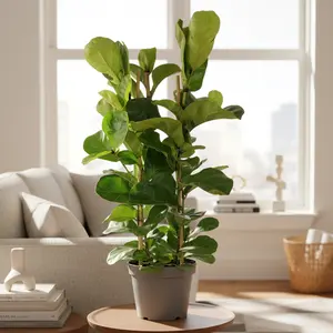 Ficus Lyrata 'Fiddle Leaf Fig'