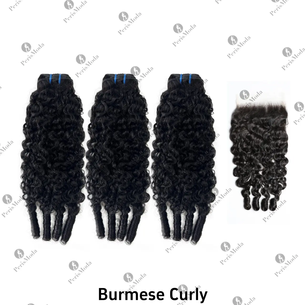 Burmese Curly