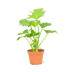 Philodendron 'Little Hope', Medium