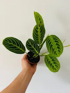 Maranta Leuconeura 'Lemon' - Lemon Lime Prayer Plant - 3" Pot