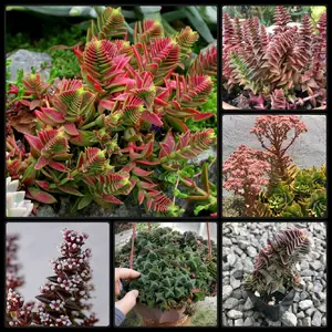 Magnificent Rare Pagoda Village Crassula Capitella Succulent Rooted & Established