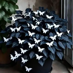 800 pcs Hosta Seeds – Simple Perennials for Low-Light Garden Areas