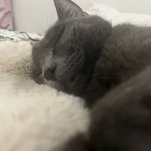 Vital Essentials Freeze-Dried Raw Single Ingredient Chicken Hearts Cat Treats, 0.8-oz bag