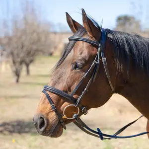 Jeffers Uniquely English "Windsor" Leather Dressage Bridle With Web Reins for Horses
