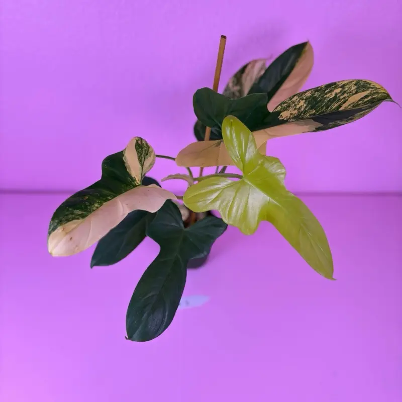 Philodendron Bipennifolium Variegated 4 | Violin Philodendron | Rare Plant  - TikTok Shop