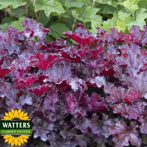 RUBY TUESDAY HEUCHERA 1gal