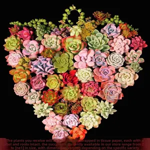 12/15/24/30-Pack Colorful 1.5in Live Succulents  Bare Root, No Pot, Easy Care, Perfect Gift, Indoor & Garden Decor