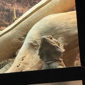 4x2x2 (120 Gallon) Reptile Enclosure V3