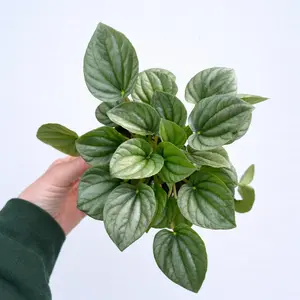 4" Peperomia Frost - Silver Ripple Peperomia - Radiator Plant