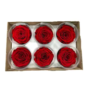 Real XL Ecuadorian Preserved Roses 6 pack Box Set. Everlasting roses for DIY rose box