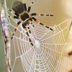 background preload poster image 