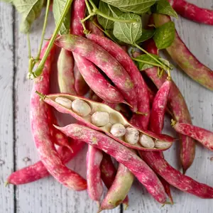 French Horticulture Bean Seeds for Planting, 50+ Heirloom Seeds Per Packet, Non GMO Seeds, aka. Borlotti Bean, Botanical Name: Phaseolus vulgaris, Great Home Garden Gift