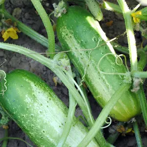 Cucumber Seeds - Organic, Heirloom, Open Pollinated, Non GMO - Grow Indoors, Outdoors, In Pots, Grow Beds, Soil, Hydroponics & Aquaponics