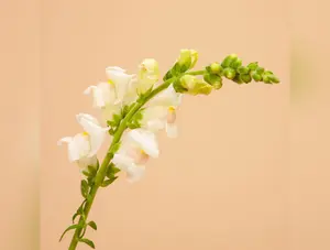 Potomac Appleblossom Snapdragon Seeds