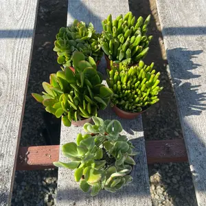 Jade Rubber Plant - 4 Inches over 5 Varieties