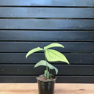 Silver Spiderman Monstera Plant 4 Inch Pot