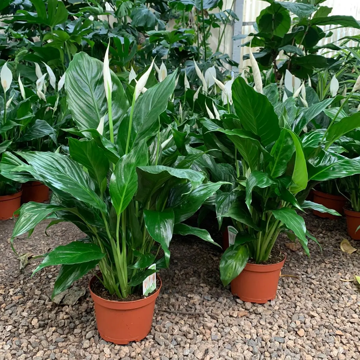 Home and office decorations -Spathiphyllum indoor plants 6inch potted live plant Decorative Room Ornaments