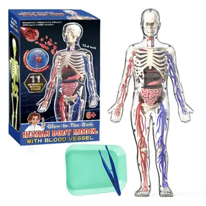 Human Body Model, Detachable Human Body Organ Model, Educational Science Toy for Kids, Creative Birthday and Holiday Gift Options