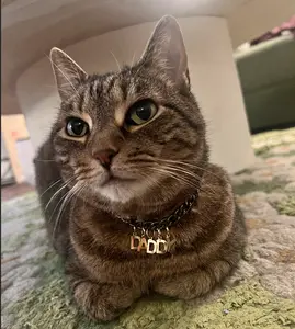 Pet Collar - DADDY - gunmetal chain and gold letter - custom length - breakaway safety clasp