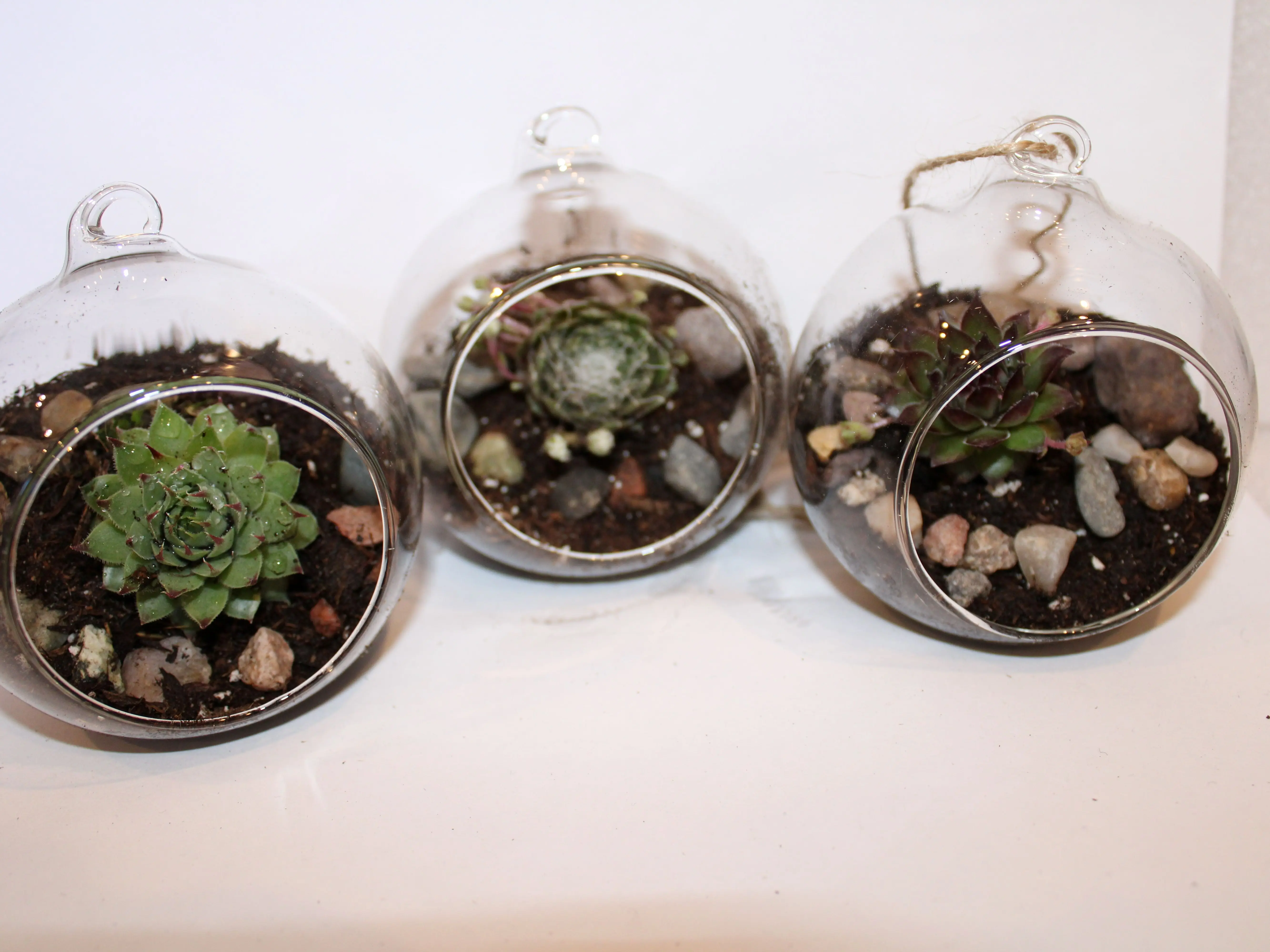 Modern Glass Hanging Succulent Terrarium