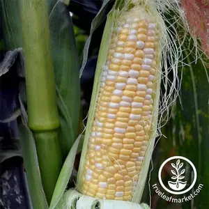 Corn Seeds - Sweet - Serendipity Bicolor TripleSweet Hybrid (treated)