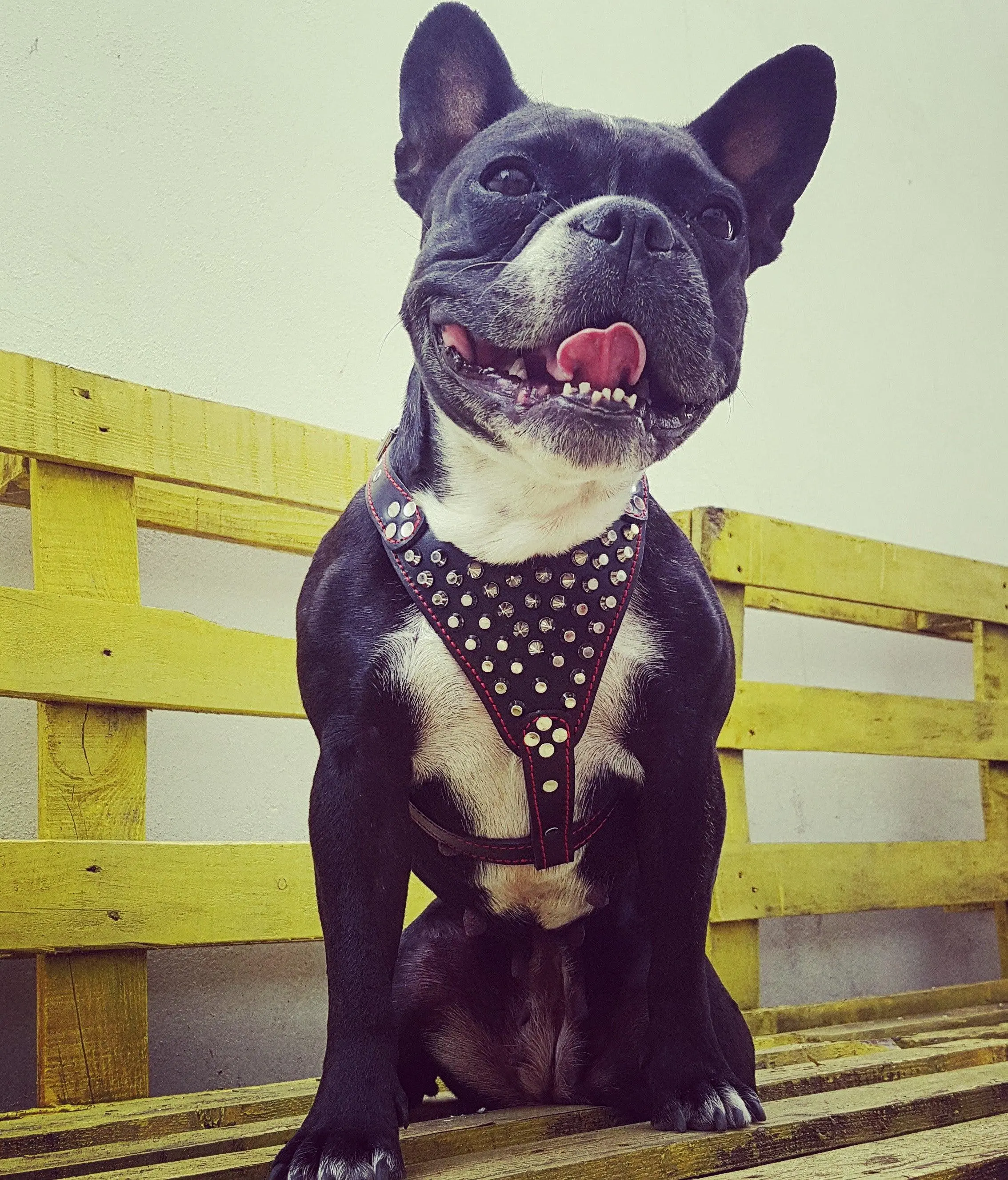 Studded Leather French Bulldog Harness for Small-to-Medium Dogs, Classic Design, Durable, Secure Fit, Ideal for Outdoor Training & Travel, Reliable Control, Pet Harness Accessory