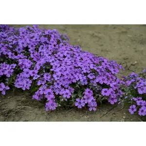 Creeping Phlox Seeds For Planting Wild Flowers Bulk Seeds - 500 Seeds