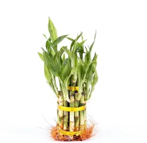 2 Tier 3" 5" Lucky Bamboo stalks for Feng Shui (Total About 20 Stalks) The Most Elegant Bamboo with FREE Plant food