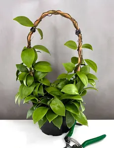 Hoya Mindorensis Red
